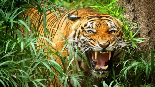 Nằm mơ thấy hổ nên đánh con gì?